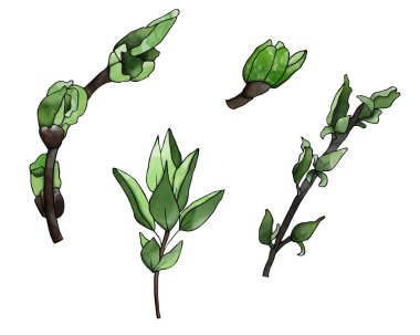 Tomurcukları, broşürleri, ağları, hatıraları, tasarımı, baskısı, ambalajı için yaprakları olan genç bahar dalları..