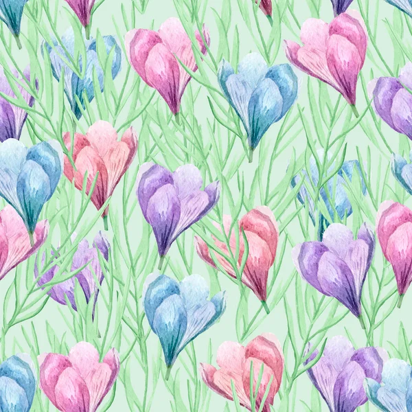 Spring blooming of crocuses on the field. For decoration of postcards, print, design works, souvenirs, design of fabrics and textiles, packaging design, invitation, wrapping, packaging, print