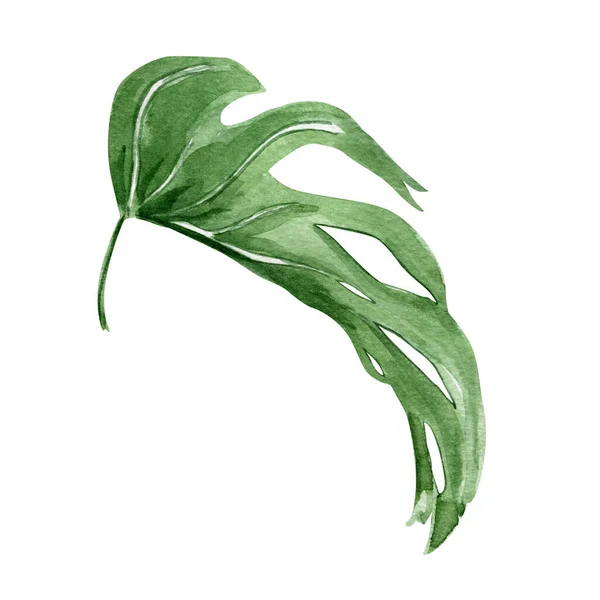 Monstera Blad Tropische Groene Kleur Aquarel Element Model Voor Het — Stockfoto