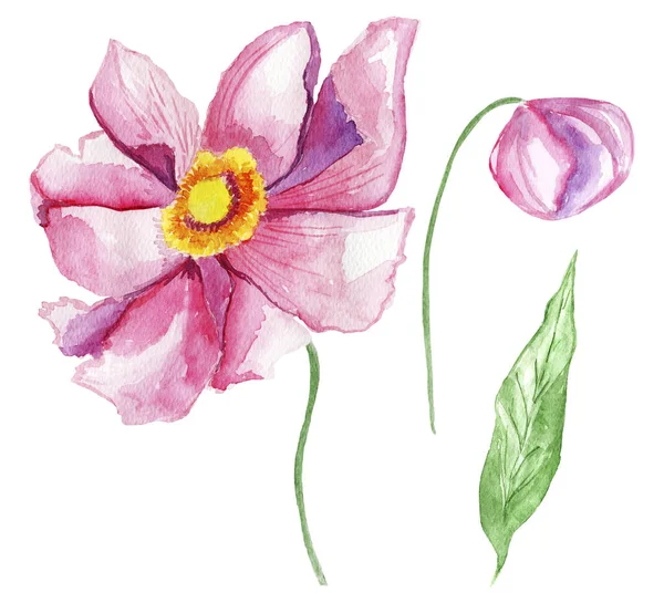 Anêmonas Rosa Conjunto Aquarela Modelo Para Decorar Desenhos Ilustrações — Fotografia de Stock