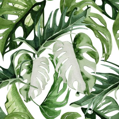 Canavar tropikal ve filodendron suluboya deseni bırakır. Tasarım ve çizimler için şablon.