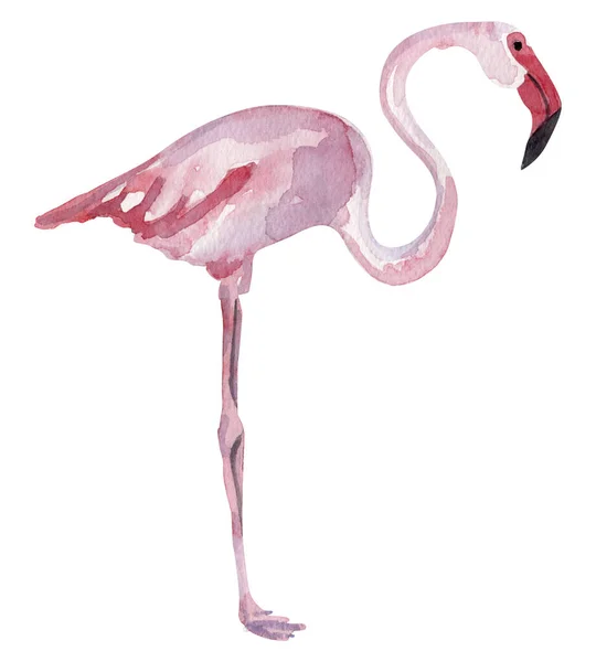 Flamingo Rosa Ilustração Aquarela Modelo Para Decorar Desenhos Ilustrações — Fotografia de Stock