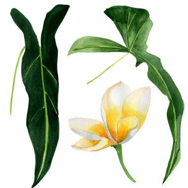Tropikal elementlerin suluboya seti, Hawaii çiçeği, filodendron yaprakları. Dekorasyon tasarımları ve çizimler için şablon.