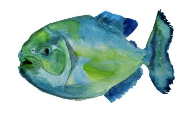 Tropik piranha balığı suluboya çizimi. Tasarım ve çizimler için şablon.