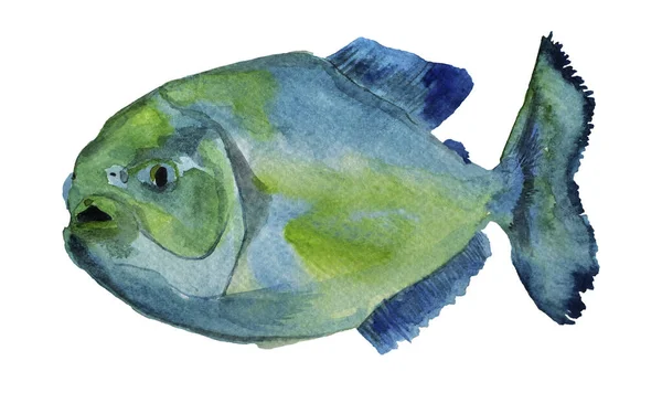 피라냐 물고기의 도안과 삽화를 장식하는 — 스톡 사진