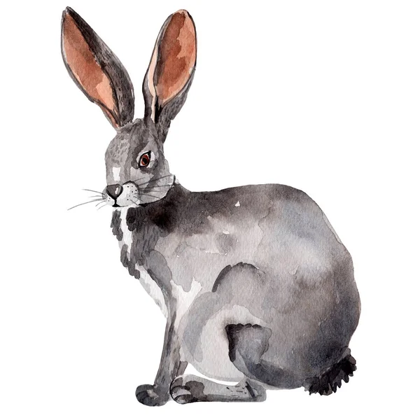Šedý Zajíc Velkýma Ušima Akvarel Ilustrace Šablona Pro Zdobení Návrhů — Stock fotografie