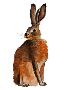 Büyük kulaklı kızıl tavşan suluboya çizimi. Tasarım ve çizimler için şablon.