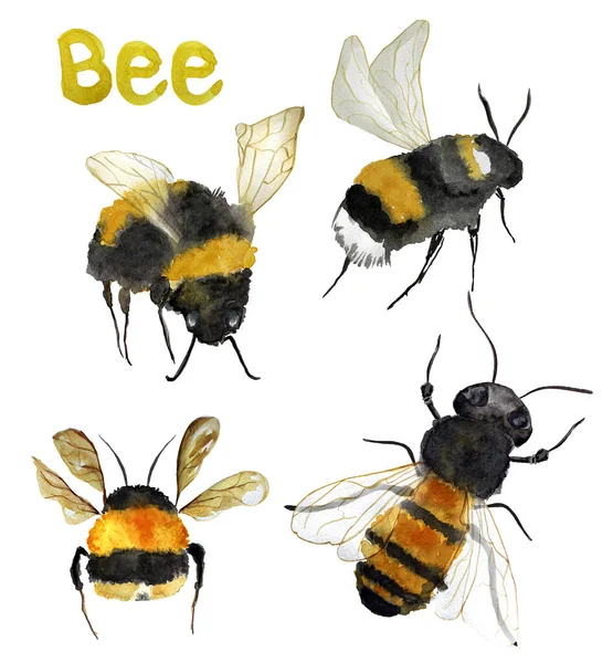 Čmeláci Včely Akvarel Set Nápis Žluté Šablona Pro Zdobení Návrhů — Stock fotografie