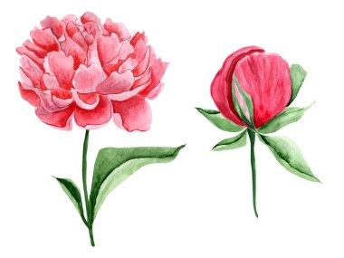 Pembe şakayıklar suluboya seti çizimi. Tasarım ve çizimler için şablon.