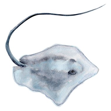 Stingray tek suluboya çizimi. Tasarım ve çizimler için şablon.
