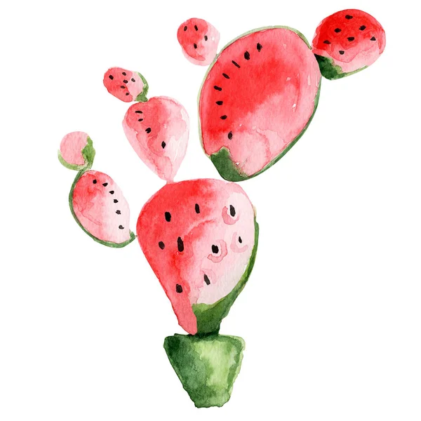 Cactus Prickly Pear Watermelon Watercolor Illustration 삽화를 장식하는 — 스톡 사진