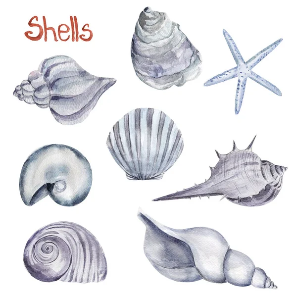 Állítsa Különböző Alakú Kagylók Akvarell Elemeit Tervezési Minták Illusztrációk Mintája — Stock Fotó