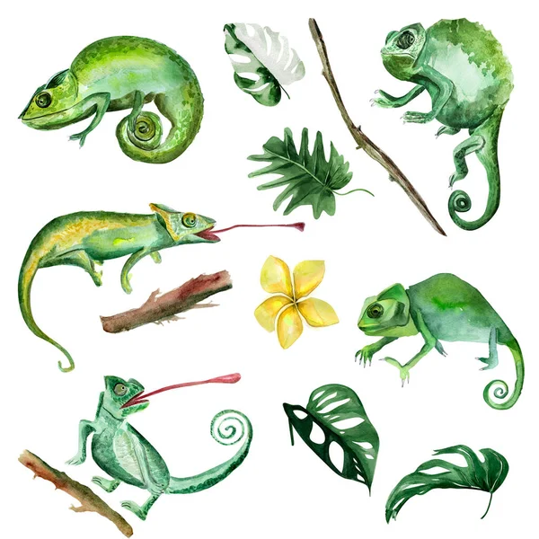 Chameleon Zasazený Deštném Pralese Různých Úhlech Obklopený Listy Netvora Šablona — Stock fotografie