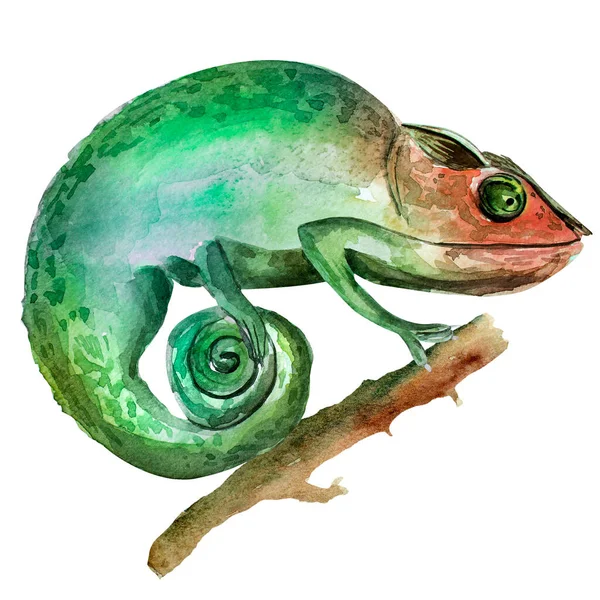 Chameleon Μια Απεικόνιση Ακουαρέλα Υποκατάστημα Πρότυπο Διακόσμησης Σχεδίων Και Εικονογραφήσεων — Φωτογραφία Αρχείου