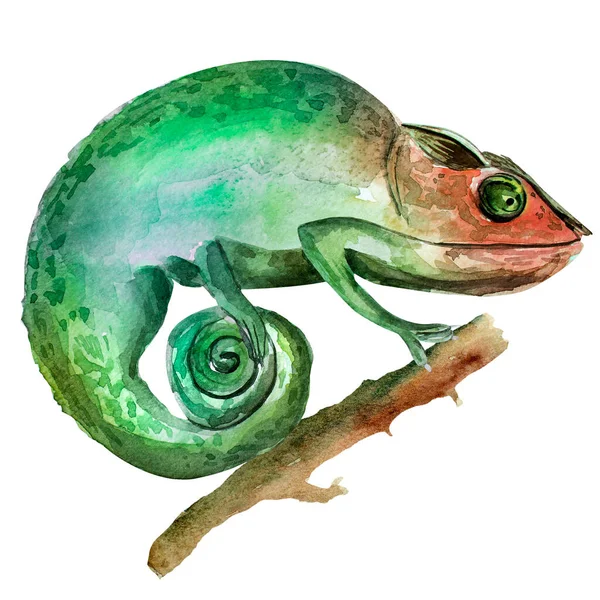 Caméléon Sur Une Branche Aquarelle Illustration Modèle Pour Décoration Dessins — Photo