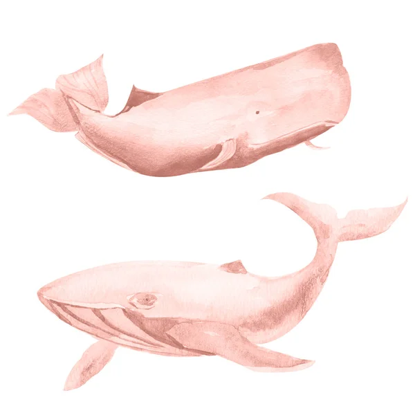 Baleines Roses Ensemble Éléments Aquarelles Modèle Pour Décoration Dessins Illustrations — Photo