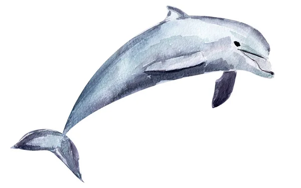 海豚水彩画单元素插图 装饰设计和插图模板 — 图库照片