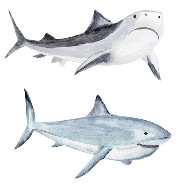 Žralok Akvarel Nastaven Šablona Pro Zdobení Návrhů Ilustrací — Stock fotografie