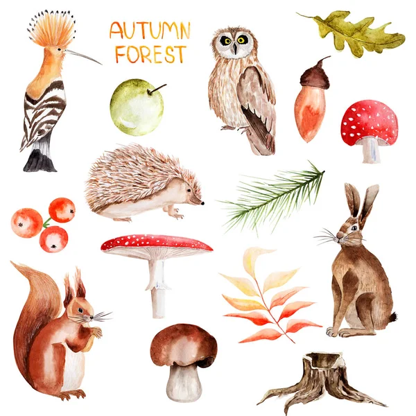 Forest Animals Plants Watercolor Element Set Template Decorating Designs Illustrations — Stock Photo, Image