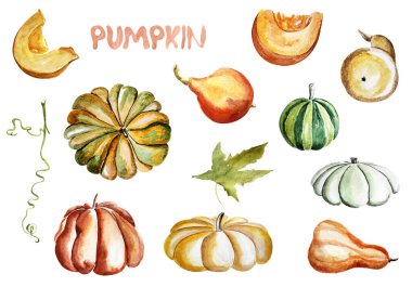 Balkabağı suluboya elementleri ayarlandı. Tasarım ve çizimler için şablon.