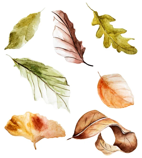 Jesienią Suche Liście Akwareli Zestaw Elementów Szablon Dekoracji Wzorów Ilustracji — Zdjęcie stockowe