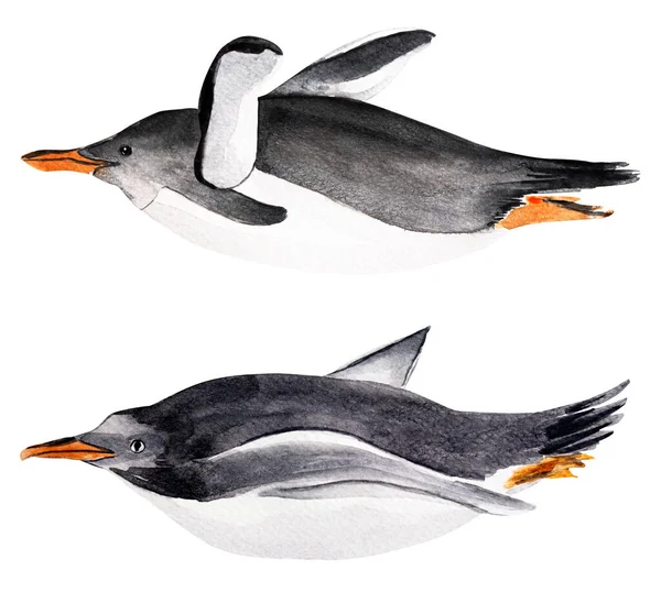 Flying Penguins Watercolor Set Template Decorating Designs Illustrations — Fotografia de Stock