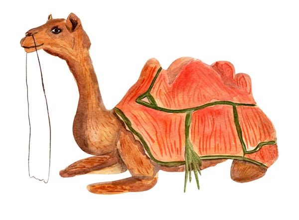 Desert Camelo Aquarela Ilustração Modelo Para Decorar Desenhos Ilustrações — Fotografia de Stock