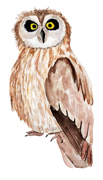 Illustration Aquarelle Hibou Modèle Pour Décoration Dessins Illustrations — Photo