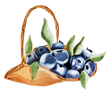 Böğürtlen suluboya resimli sepet. Tasarım ve çizimler için şablon.