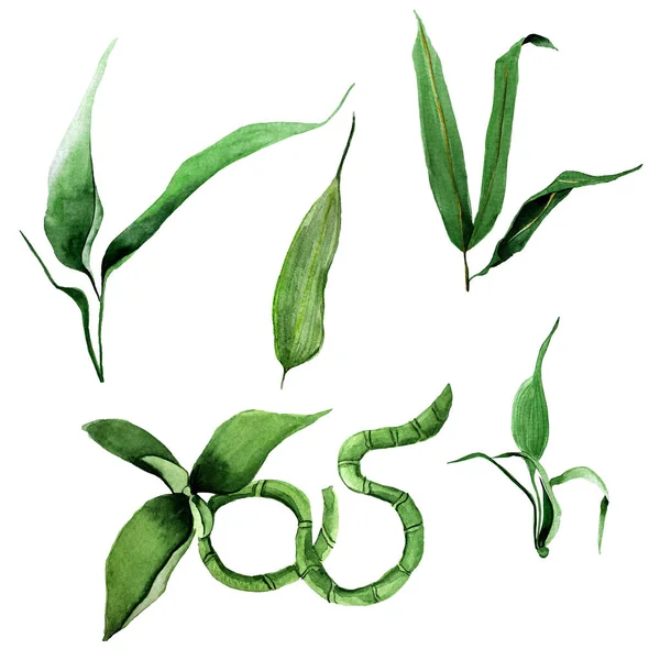 Bambuspflanzenelemente Aquarell Illustration Vorlage Zum Dekorieren Von Designs Und Illustrationen — Stockfoto