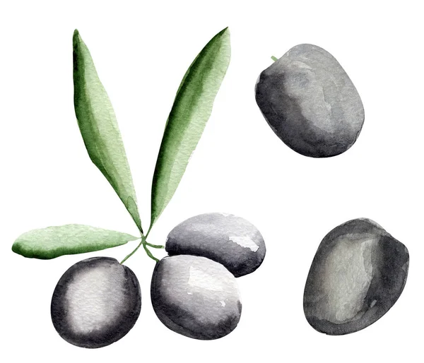 Olives Éléments Aquarelle Illustration Modèle Pour Décoration Dessins Illustrations — Photo