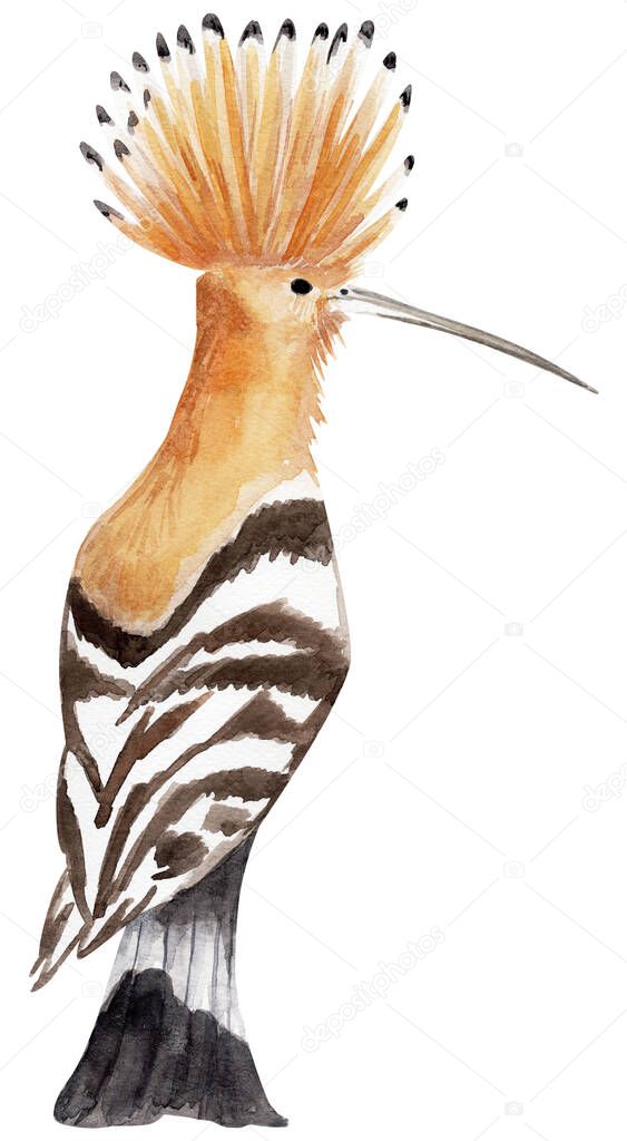 Hoopoe watercolor illustration. Template for decorating designs and illustrations.