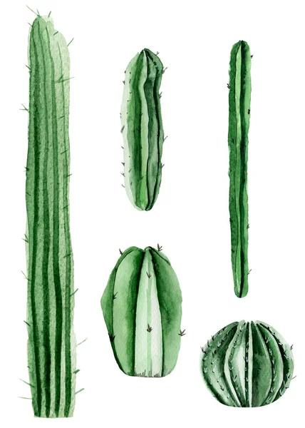 Kaktus Akvarel Elementer Sæt Skabelon Til Dekoration Design Illustrationer - Stock-foto