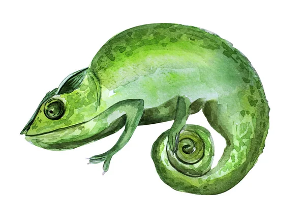 Illustration Aquarelle Caméléon Modèle Pour Décoration Dessins Illustrations — Photo