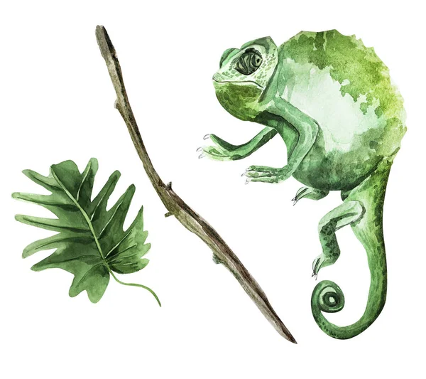 Kaméleon Trópusi Levél Akvarell Illusztráció Tervezési Minták Illusztrációk Mintája — Stock Fotó