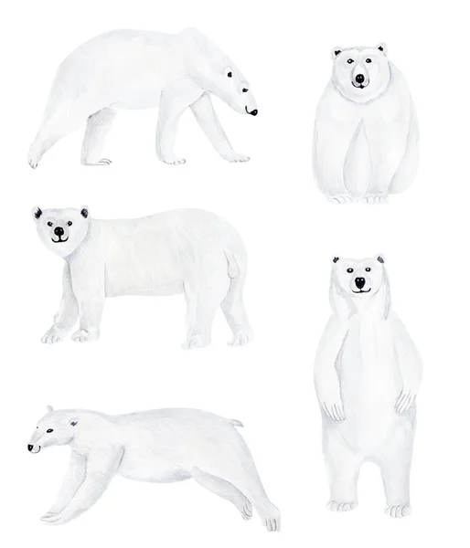 Ursos Polares Conjunto Elementos Aquarela Modelo Para Decorar Desenhos Ilustrações — Fotografia de Stock