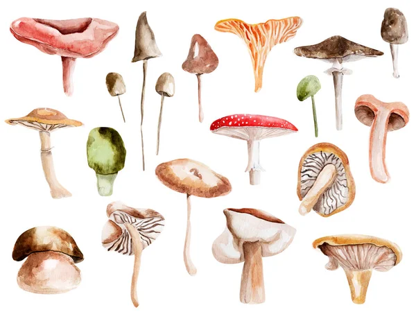 Pilze Aquarell Setzen Elemente Vorlage Zum Dekorieren Von Designs Und — Stockfoto
