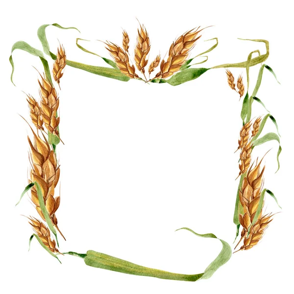 Pšeničné Uši Čtvercový Rám Akvarel Vzor Šablona Pro Zdobení Návrhů — Stock fotografie