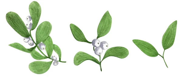 Mistletoe Twijgen Bladeren Met Bessen Aquarel Elementen Model Voor Het — Stockfoto