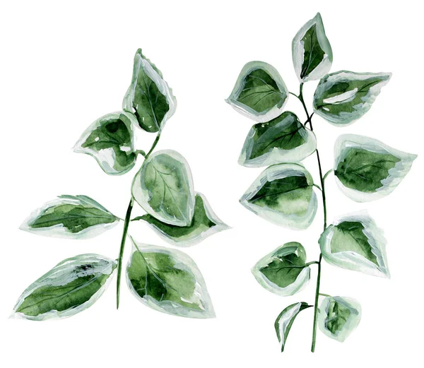 Planten Takken Aquarel Elementen Model Voor Het Decoreren Van Ontwerpen — Stockfoto