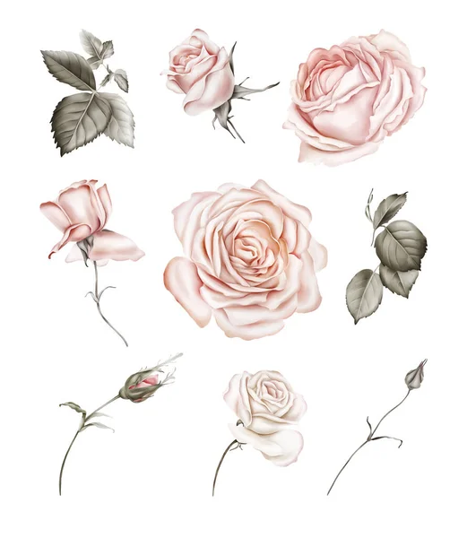 Set Roses Leaves Creating Flower Compositions — Stock Photo, Image