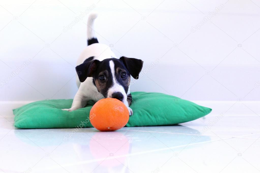 Puppy with tangerine on a green cushion