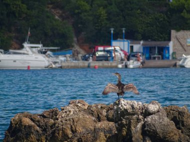 Büyük bir karabatağın (Phalacrocorax carbo) yetişkin örneği Mallorca 'da (İspanya) denizin ortasında bir kayanın üzerinde güneşte kuruyor.)