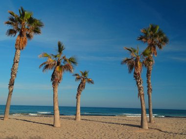 Güneşli bir günde, Alicante (İspanya) sahilinde güzel mavi bir gökyüzü olan palmiye ağaçları. Deniz sakindi, rahatlatıcı bir gündü..