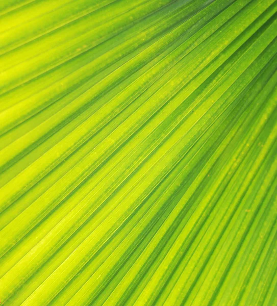 Textura de hoja de palma — Foto de Stock