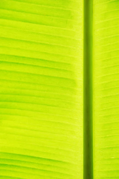 Banánový list texturu — Stock fotografie