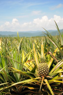 Ananas ekimi alanında