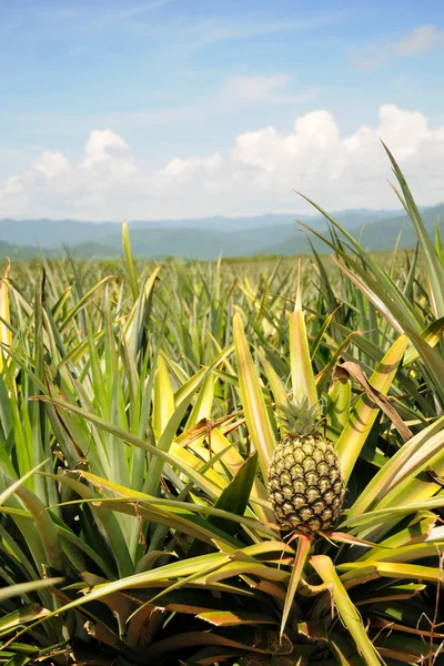 Ananas v oblasti plantáž — Stock fotografie