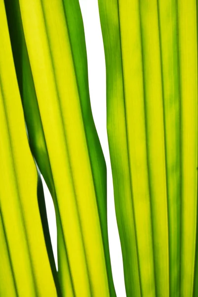 Palmový list texturu — Stock fotografie