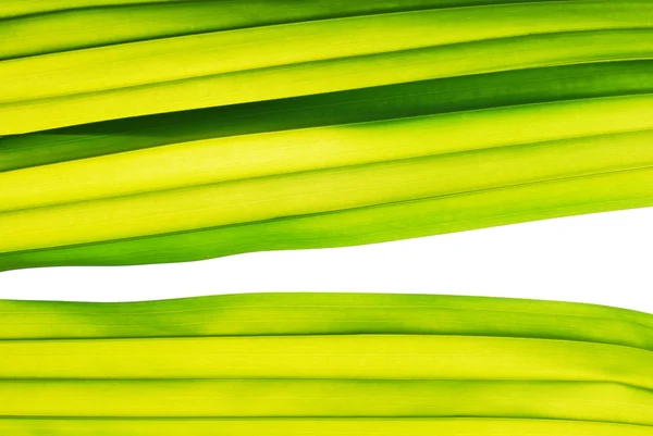 Textura da folha de palma — Fotografia de Stock